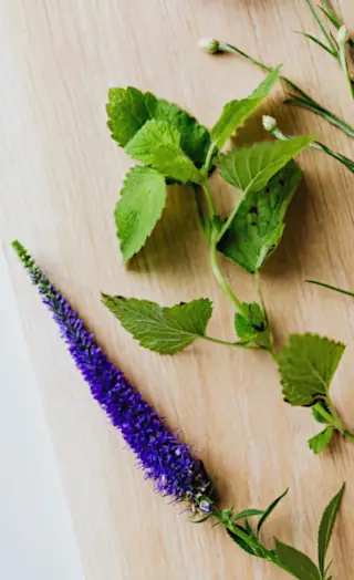 anise hyssop flower and leaves