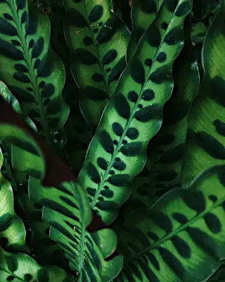Calathea lancifolia foliage - rattlesnake plant