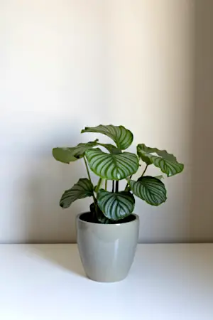 Calathea orbifolia plant in pot