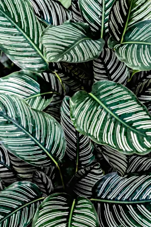 Calathea ornata plant leaves with pink stripes