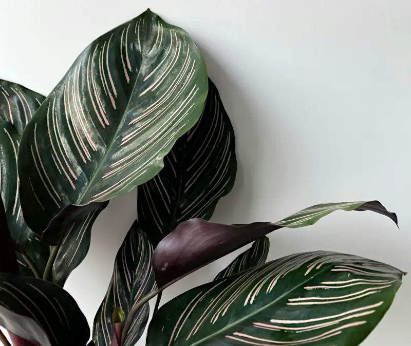 Calathea ornata plant leaves with pink stripes