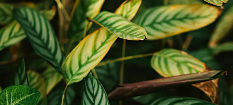 calathea plant with brown yellow and curling leaves