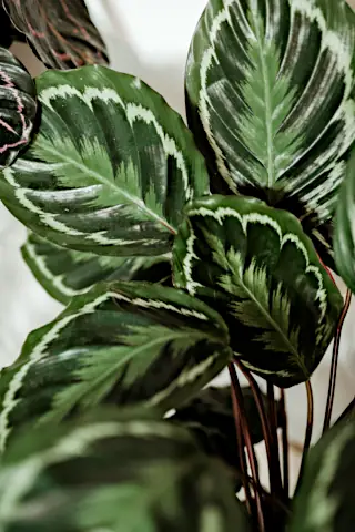 Proper calathea plant care results in a stunning plant