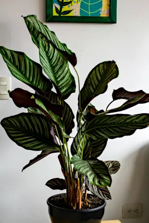 calathea plant in pot indoors