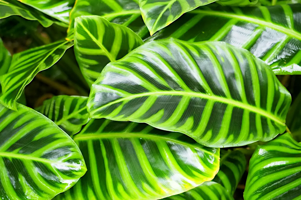 Calathea plant leaves