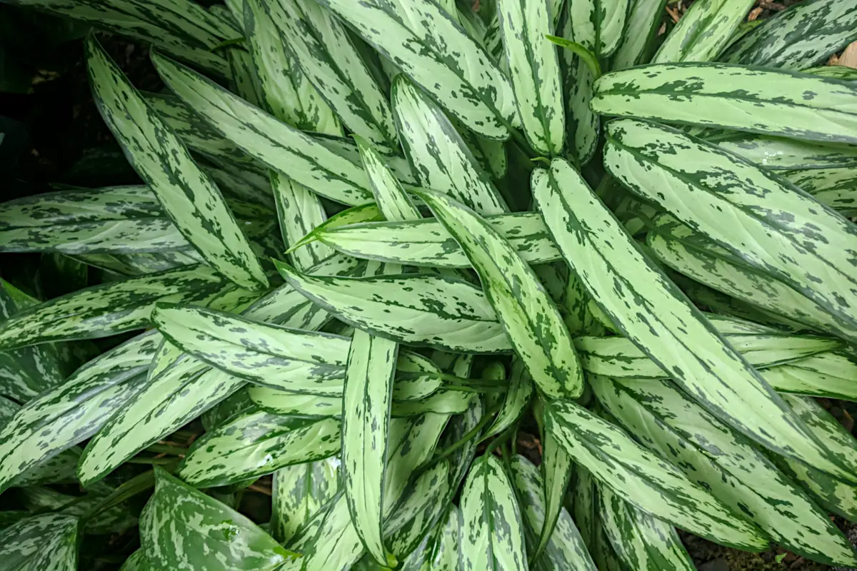 Chinese evergreen