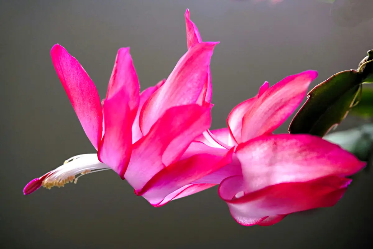 Christmas cactus care: Christmas cactus bloom
