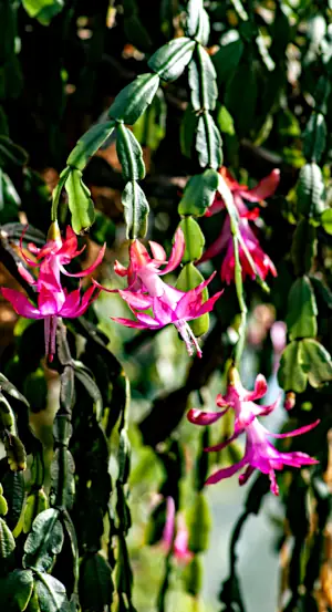 Christmas cactus care: photo of Christmas cactus plant and blooms