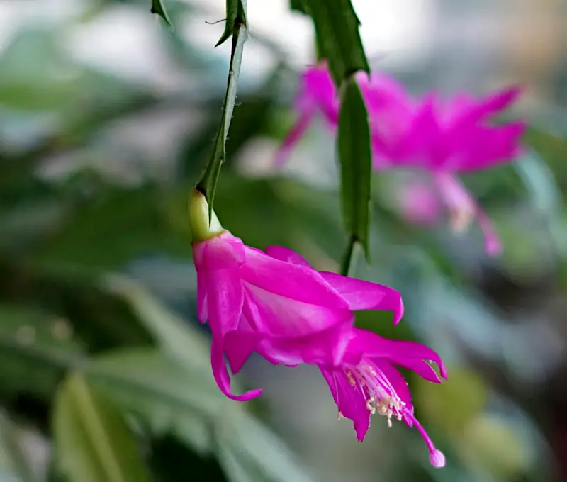 Christmas cactus plant