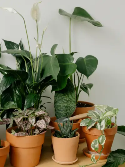 growing peace lillies: peace lillies amongst other indoor pot plants