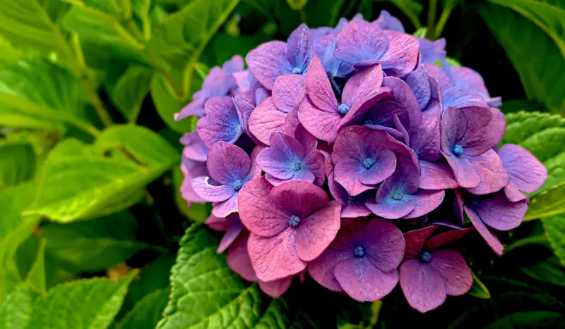 hortensia care: Image of hortensia hydrangea flower