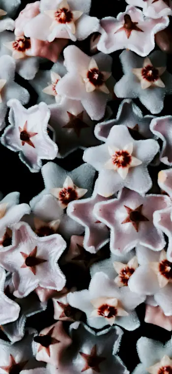 hoya carnosa flowers