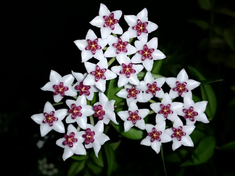 Hoya plant care: hoya bella