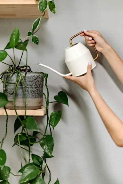 hoya plant watering
