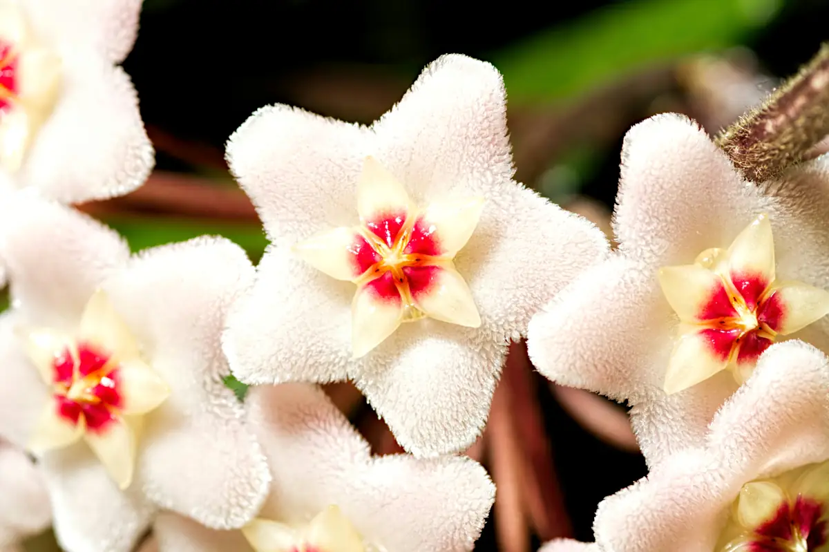 Hoya plant
