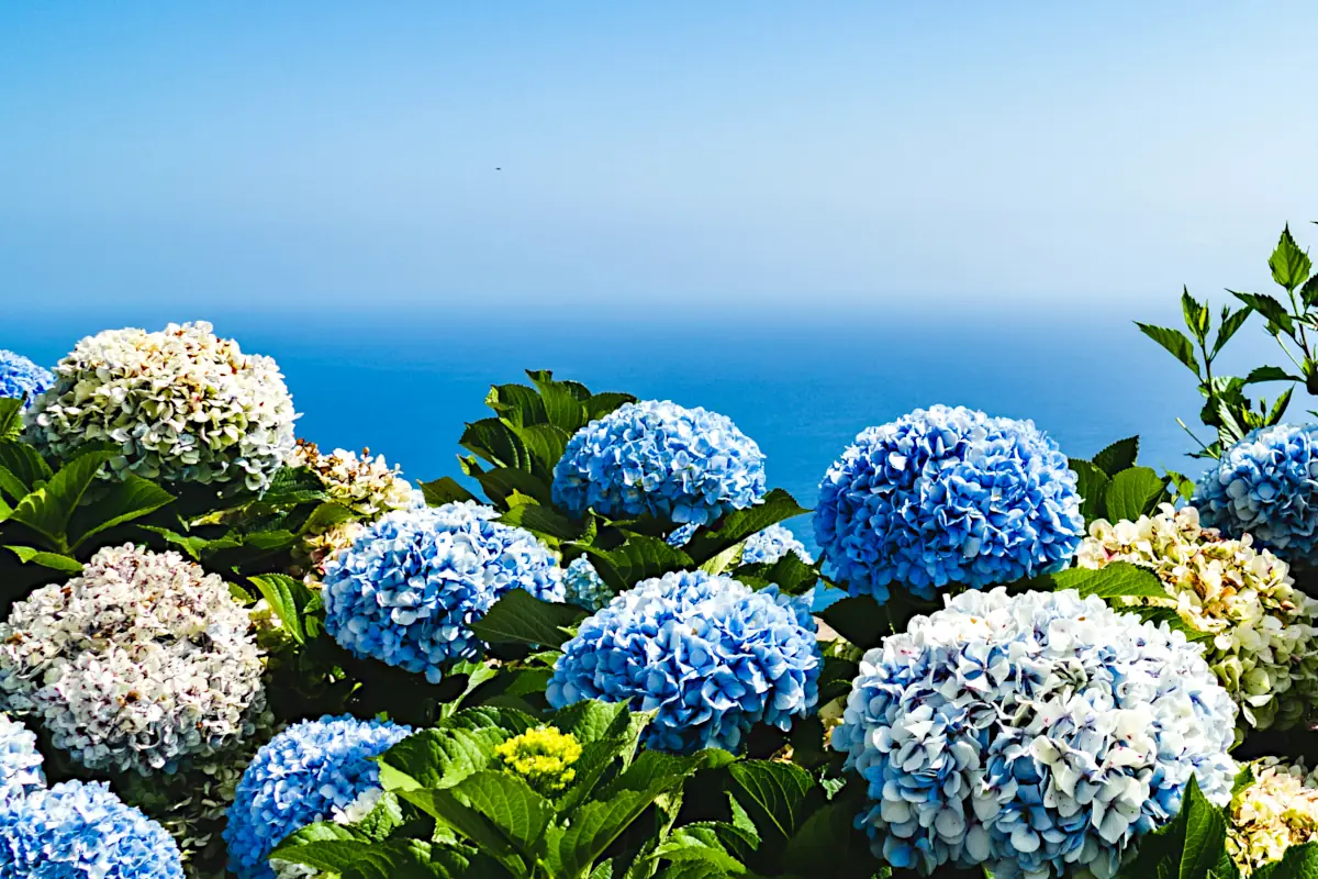 hydrangea care