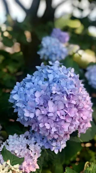 hydrangea care: hydrangea plant care