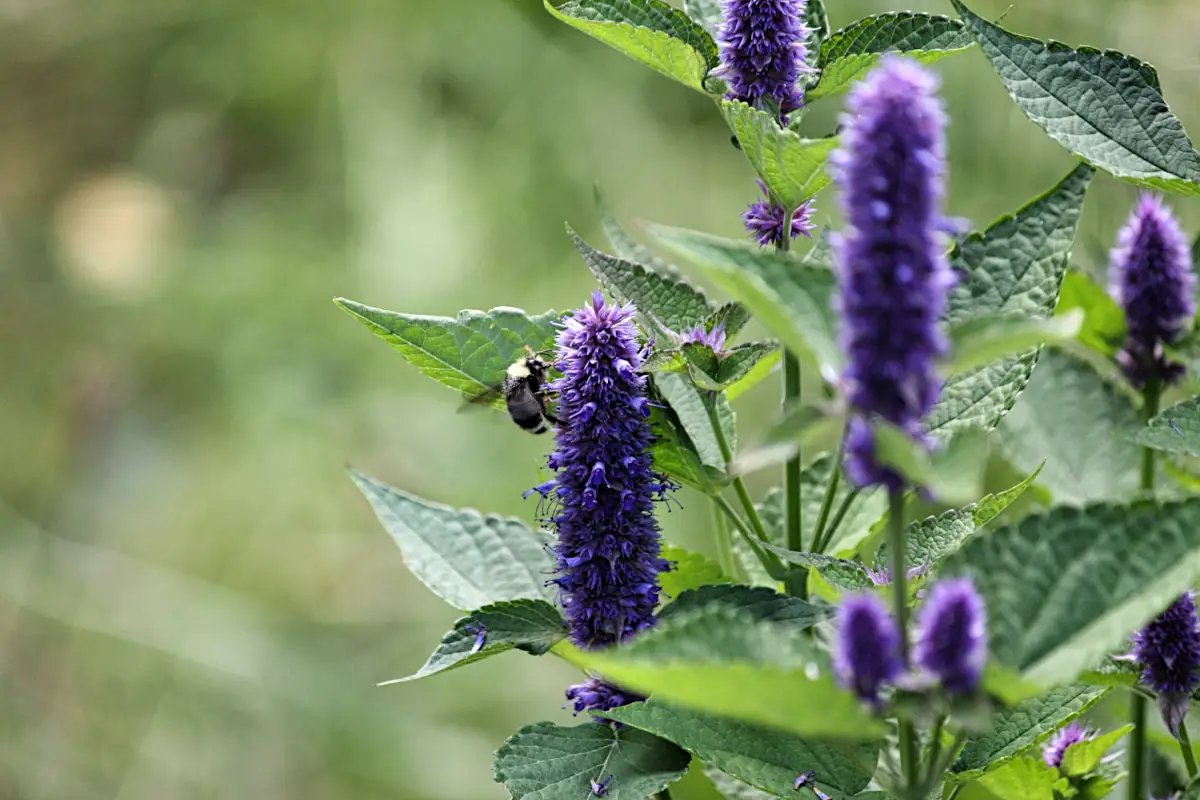 hyssop plant