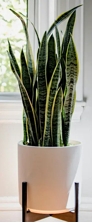 Snake plant care for potted indoor plant