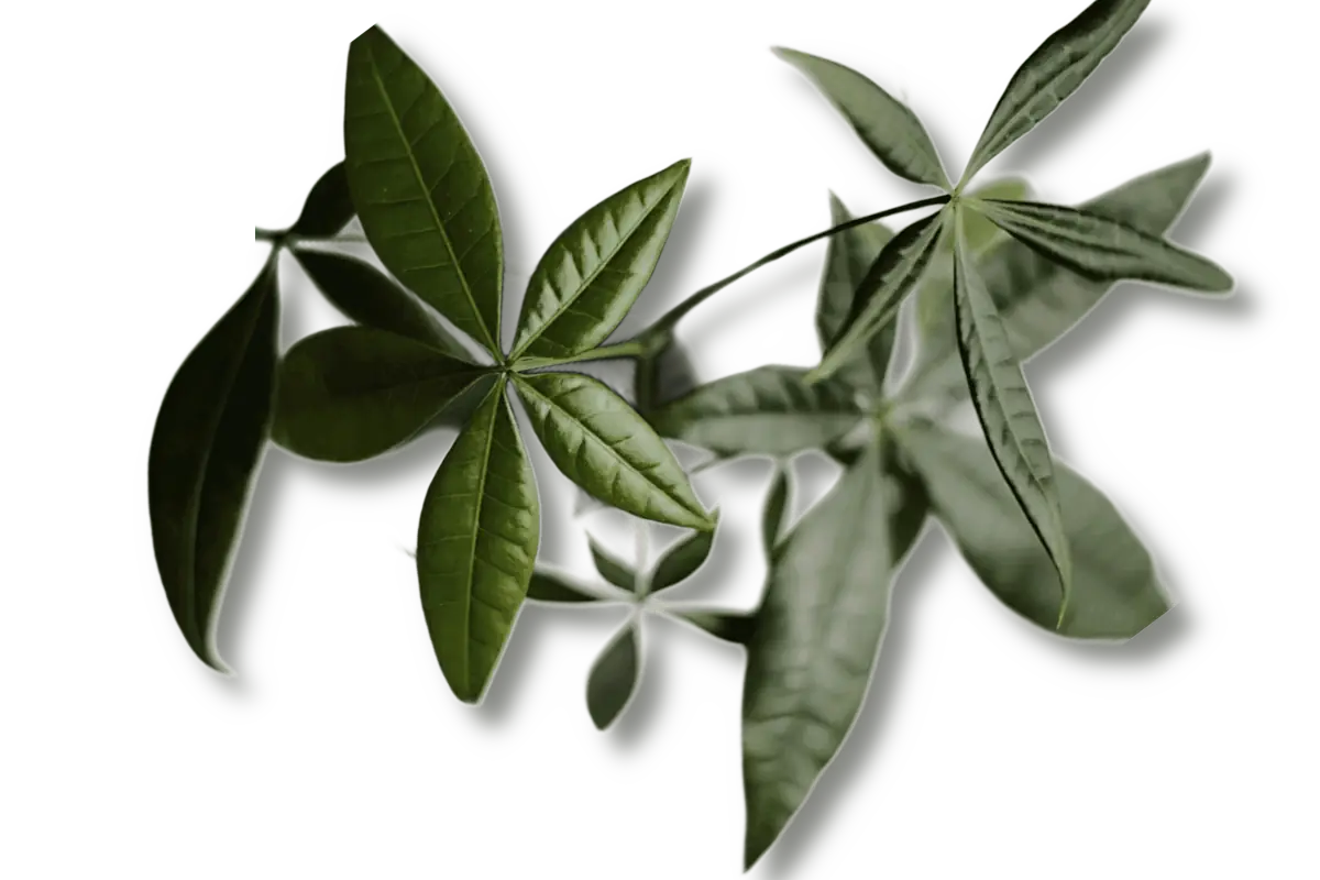 money tree care