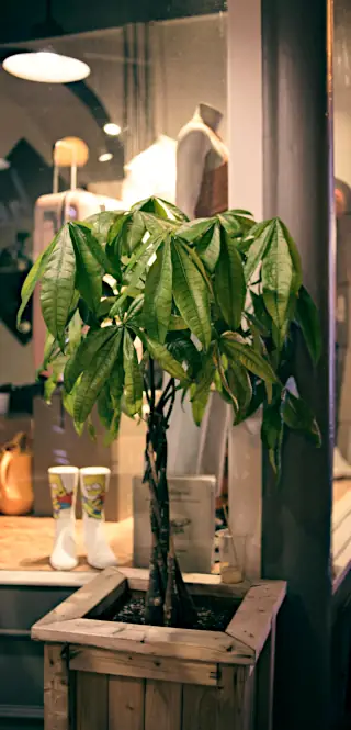 pachira money tree care: indoor guiana chestnut care