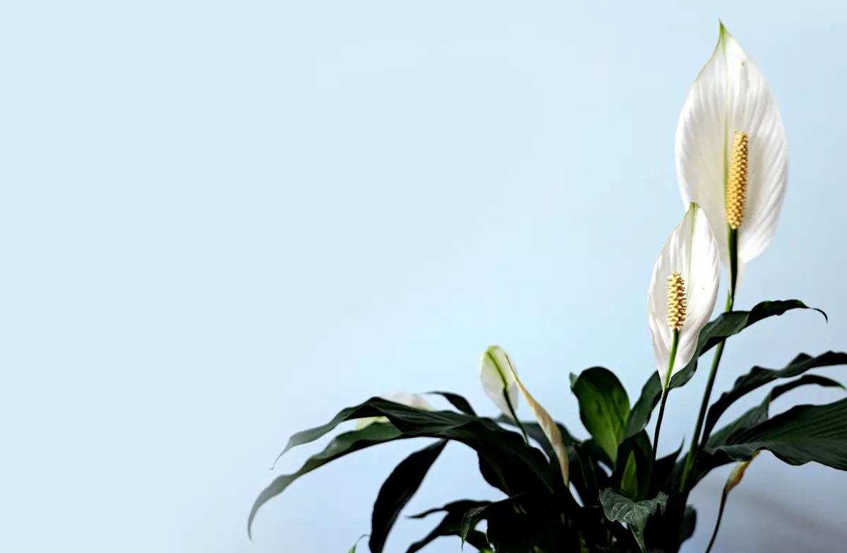peace lily care