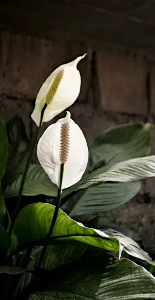 peace lily spathiphyllum