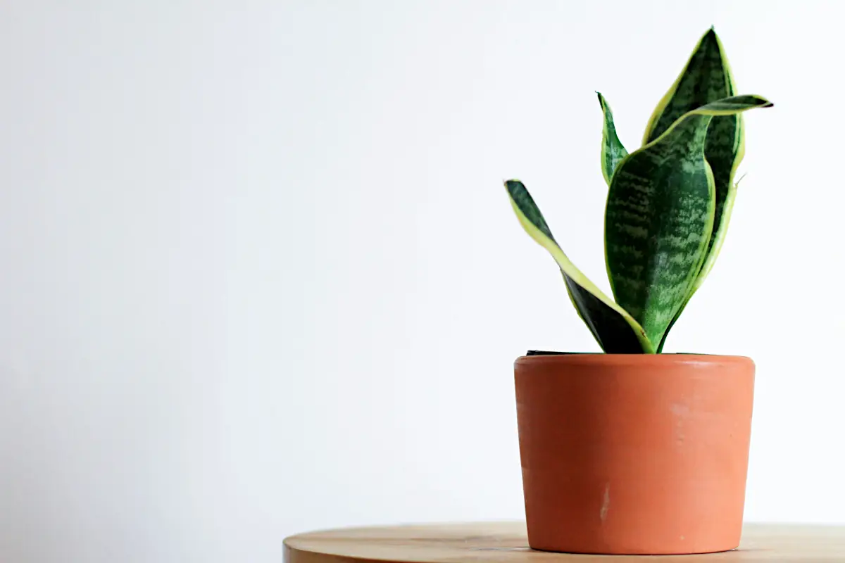 snake plant care - potted snake plant on table