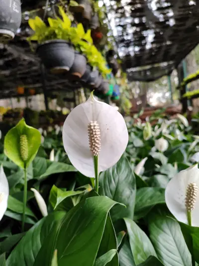 Peace Lily Care: spathiphyllum peace lily plant